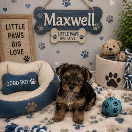 Maxwell - Black and gold male Yorkshire Terrier puppy in Jamestown, North Carolina from North Carolina Maltese, Yorkies & Morkies(previously California Maltese, Yorkies & Morkies)