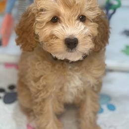 Zion - Apricot male Goldendoodle puppy in Yuciapa, California from AlltheDoodlez_