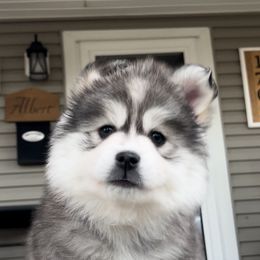 Pomsky Puppies from PomskyParadise