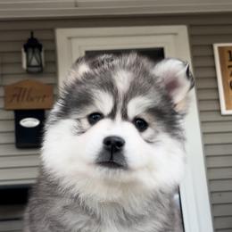 Pomsky Puppies from PomskyParadise
