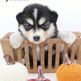 MJ - Black and white female Pomsky puppy in Christiana, Tennessee from Smoky Mountain Pomskies