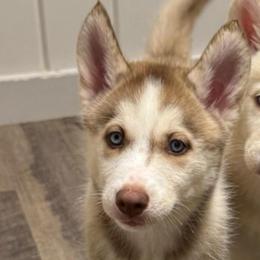 Girl 1 - Red and white female Siberian Husky puppy in Laneville, Texas from ETX Huskies