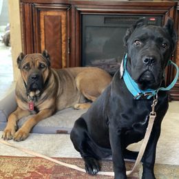 Cane Corso from Snead’s Cane Corso Kennel