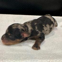 Puppy Three - Blue merle male Bernedoodle puppy in Rock Hill, South Carolina from LolliPop Farms