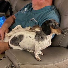 Lovey - Dachshund