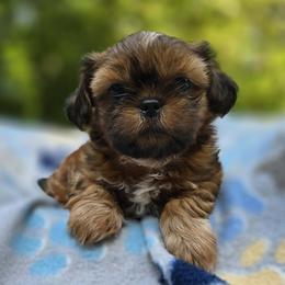 Lily's Male - Red and white male Shih Tzu puppy in Oakville, Washington from Garrard Creek Shih Tzus