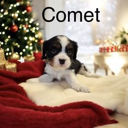 Comet - Tri-color male Cavalier King Charles Spaniel puppy in Sacramento, California from Blueberry Hill Cavaliers