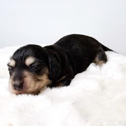 Vera - Black and cream female Dachshund puppy in Redding, California from Jean & Mae Doxies