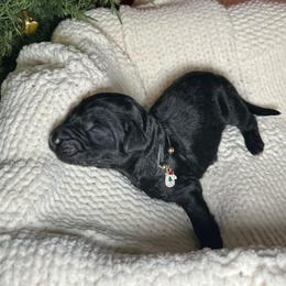 Dancer - Black female Bernedoodle puppy in Greenville, South Carolina from Halo BerneDo