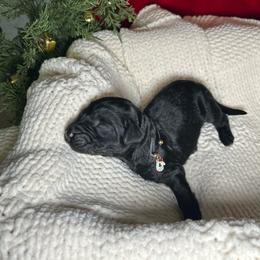 Dancer - Black female Bernedoodle puppy in Greenville, South Carolina from Halo BerneDo
