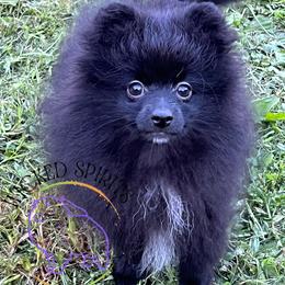 AKC FERNANDO 800 - Black male Pomeranian puppy in Watkins Glen, New York from Wicked Spirits Pomeranians