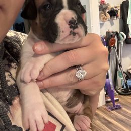 Sadie female 6 - Fawn female Boxer puppy in Charleston, Arkansas from Guardian Kennels