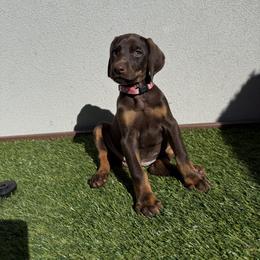 Doberman Pinscher Puppies from Haus of Hound