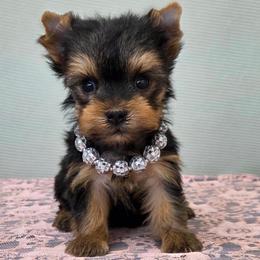 Disco - Blue and gold female Yorkshire Terrier puppy in Monticello, Iowa from Ashley’s Puppies