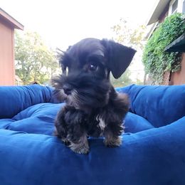 Sweet Pups Mystery Boy - Black male Miniature Schnauzer puppy in North Zulch, Texas from Sweet Pup Schnauzers