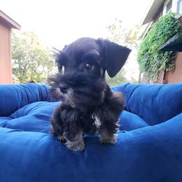 Sweet Pups Mystery Boy - Black male Miniature Schnauzer puppy in North Zulch, Texas from Sweet Pup Schnauzers