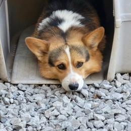 Brawny - Pembroke Welsh Corgi
