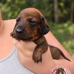 Windy - Brindle female Dachshund puppy in London, Kentucky from Kentucky Bluegrass Wirehair Dachshunds