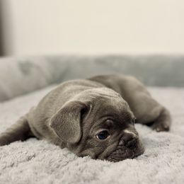 French Bulldog Puppies from Pardon My Frenchies