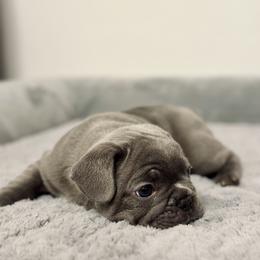 French Bulldog Puppies from Pardon My Frenchies