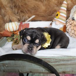 Bulldog and French Bulldog Puppies from Over the Mhoon Bullies & Royal Frenchies
