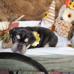 Bulldog and French Bulldog Puppies from Over the Mhoon Bullies & Royal Frenchies