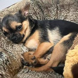 Chihuahua Puppies from Small and Mighty Chihuahuas