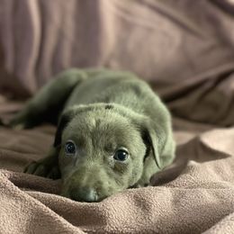 Cobalt - Blue Greyhound puppy in Oxford, Florida from Running to Stand Still (RTSS)