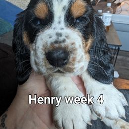Hei Hei - Black brown and white Basset Hound puppy in Cardington, Ohio from Buckeye Bassets 419