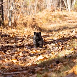 Pomsky Puppies from New World Pomskies
