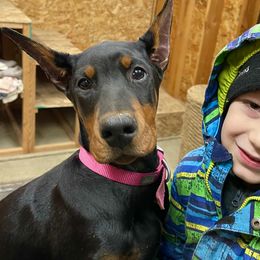 Pinkerton - Pink Collar - Doberman Pinscher puppy from European Dobermans by Diana