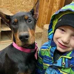 Pinkerton - Pink Collar - Doberman Pinscher puppy from European Dobermans by Diana
