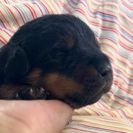 Hail - Black and mahogany male Rottweiler puppy in Crothersville, Indiana from The Solid Rock Kennel