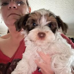 Girl 3 - Parti female Yorkshire Terrier puppy in Cocoa, Florida from SummerTime AKC Yorkies