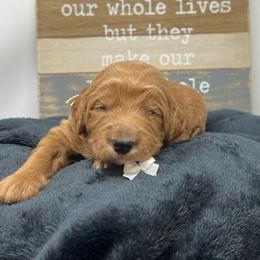 White Male - Apricot male Goldendoodle puppy in Great Falls, Montana from Montana Goldendoodles