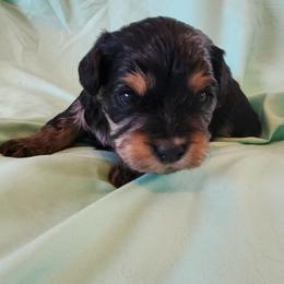 Girl 3 - Black and tan female Cavapoo puppy in Junction, Utah from City Creek Cavapoos