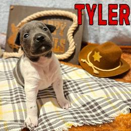 Tyler - White and blue male Rat Terrier puppy in Lynn, Alabama from Cryptic Rat Terriers