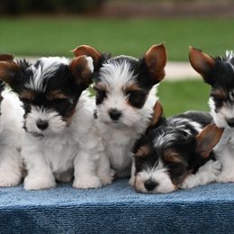 Biewer Terriers from Biewer Bliss Kennel