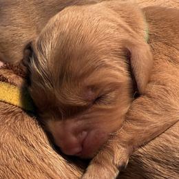 Boy 2 - male Golden Retriever puppy in Ephrata, Pennsylvania from Goldens Retreat