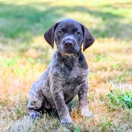 Maggie - Liver roan female German Shorthaired Pointer puppy in Graham, Washington from Dali and Company