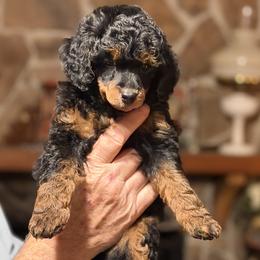 Duke - Phantom male Poodle puppy in Milton, Florida from Sutton Place Doodles