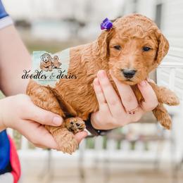 Dachshund, Goldendoodle, and Sheepadoodle Puppies from Doodles & Doxies