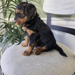 Teddy - Tri-color male Bernedoodle puppy in Holtwood, Pennsylvania from Country Ridge Puppies