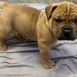 Lime green male - Red male Boerboel puppy in Rockford, Illinois from Adoraboerboels