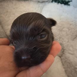 Girl - Chocolate female Havanese puppy in Arizona from HavaDoggie
