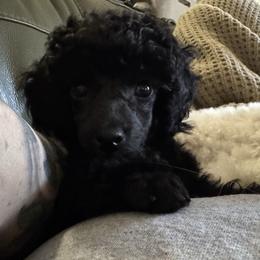 Willow - Black female Poodle puppy in Labelle, Florida from RomLein Poodle