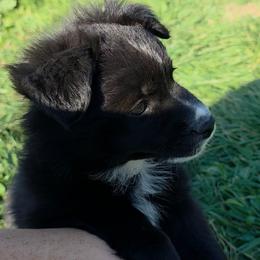 Saleena - Black & white female Miniature Australian Shepherd puppy in Leonard, Texas from Tin Roof Aussies