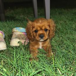 Cavalier King Charles Spaniel Puppies from Veach Cavaliers & Farm