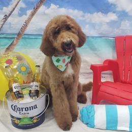 Leia - Goldendoodle