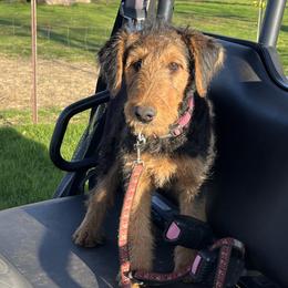 Airedale Terriers from Airedales of Myriad Ranch